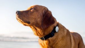 collari gps per cani e gatti
